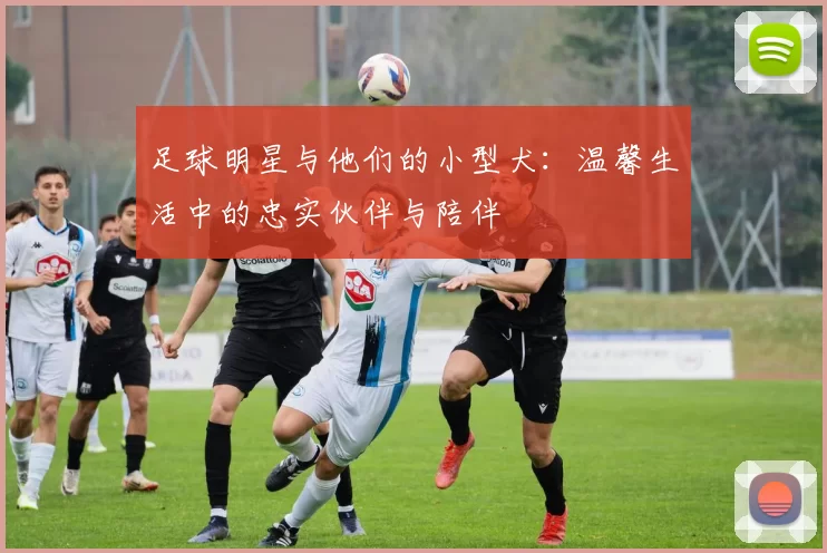 足球明星与他们的小型犬：温馨生活中的忠实伙伴与陪伴